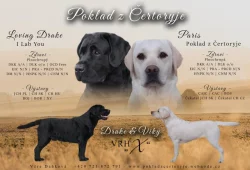 Štěňátka labradora s PP