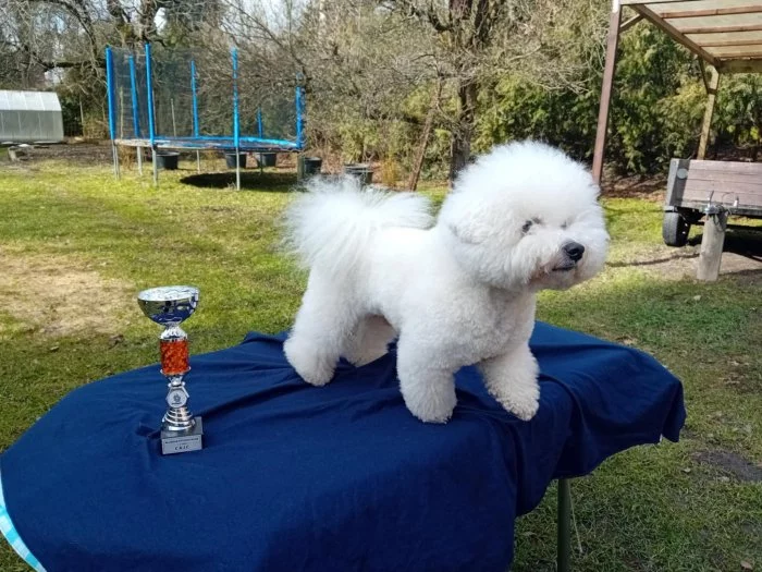 Bišonek s PP-nabídka krytí