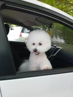 Bišonek s PP-nabídka krytí