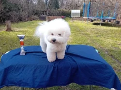 Bišonek s PP-nabídka krytí