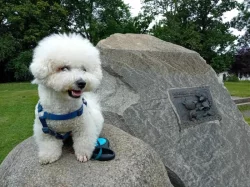 Bišonek s PP-nabídka krytí