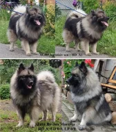 Vlčí špic prodám štěňata s PP