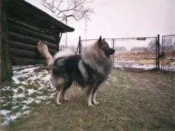 Vlčí špic prodám štěňata s PP