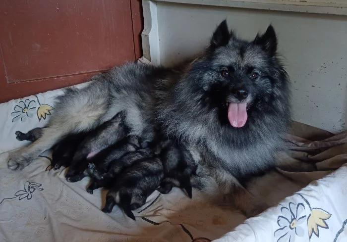 Vlčí špic prodám štěňata s PP