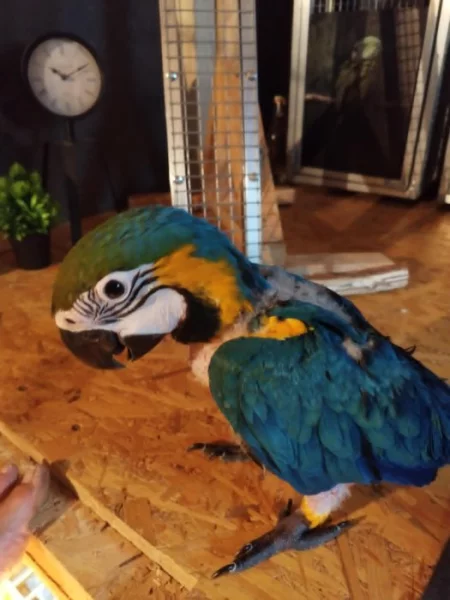 ARA ARARAUNA -SAMEČEK