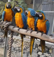 ARA ARARAUNA -SAMEČEK