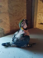 ARA ARARAUNA -SAMEČEK