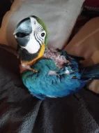 ARA ARARAUNA -SAMEČEK