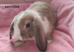 zakrslý králík