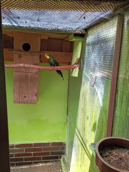 Papoušek nádherný šedozelený.