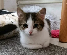 Kocourek Ernie hledá nový domov