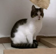 Kocourek Ernie hledá nový domov