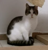 Kocourek Ernie hledá nový domov