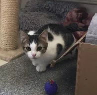 Kocourek Ernie hledá nový domov