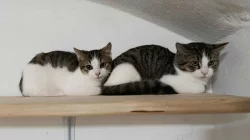 Kocourek Ernie hledá nový domov