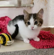 Kocourek Ernie hledá nový domov