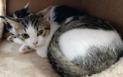 Kocourek Ernie hledá nový domov