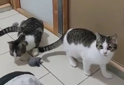 Kocourek Ernie hledá nový domov