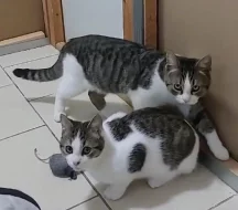 Kocourek Ernie hledá nový domov