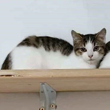 Kocourek Ernie hledá nový domov