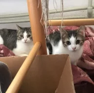 Kocourek Ernie hledá nový domov