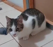 Kocourek Ernie hledá nový domov