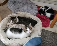 Kocourek Ernie hledá nový domov