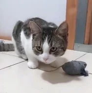 Kocourek Emil hledá nový domov