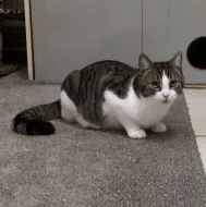 Kocourek Emil hledá nový domov