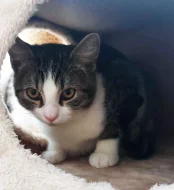 Kocourek Emil hledá nový domov