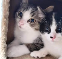 Kocourek Emil hledá nový domov