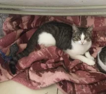 Kocourek Emil hledá nový domov