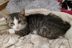 Kocourek Emil hledá nový domov