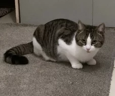 Kocourek Emil hledá nový domov