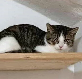 Kocourek Emil hledá nový domov