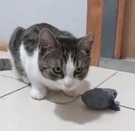 Kocourek Emil hledá nový domov