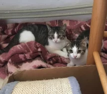 Kocourek Emil hledá nový domov