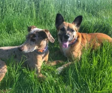 Goldie a Dixie hledají domov