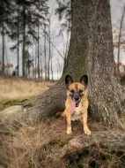 Goldie a Dixie hledají domov