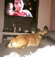 Goldie a Dixie hledají domov