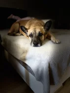 Goldie a Dixie hledají domov