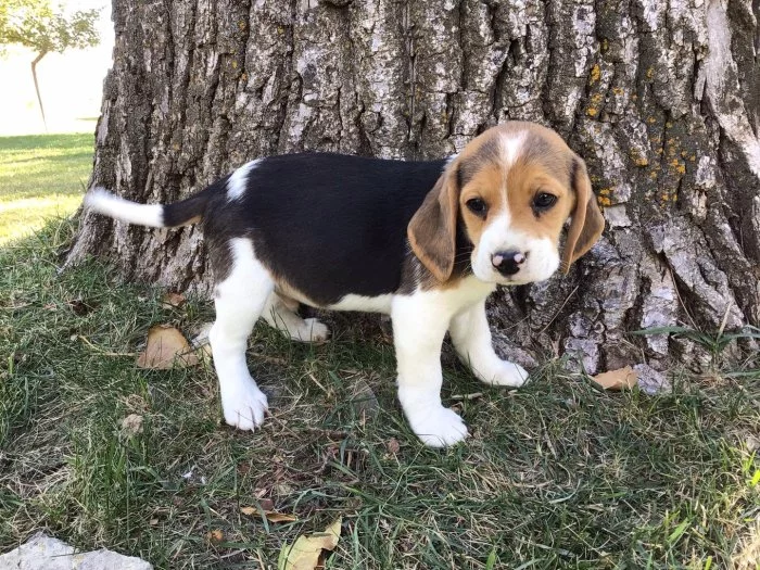 pejsek beagle