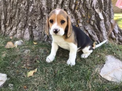 pejsek beagle