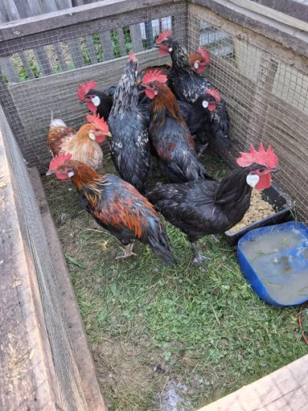 Kohouti - hybridní vlašky