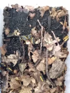 Prodám Pachnoda sinuata flaviventris