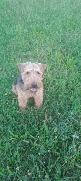 Welshterrier