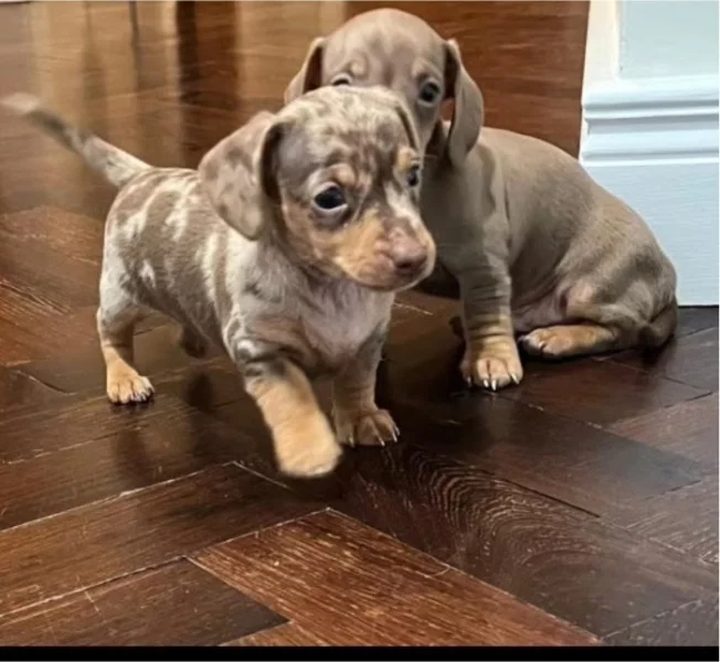 Jezevčík hladkosrstý trpasličí