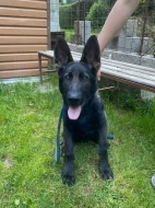 Pejsek Německého ovčáka s PP