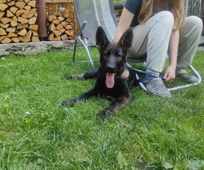 Pejsek Německého ovčáka s PP