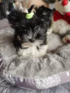 Štěňátko Biewer yorkshirský teriér s PP